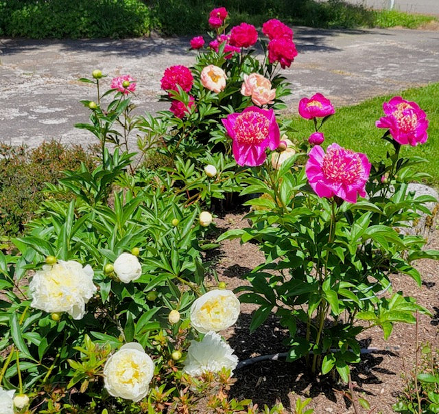 Spirals Customer Product review