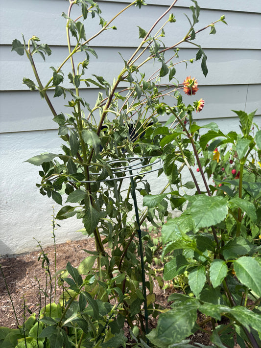 Balanced support for Dahlias